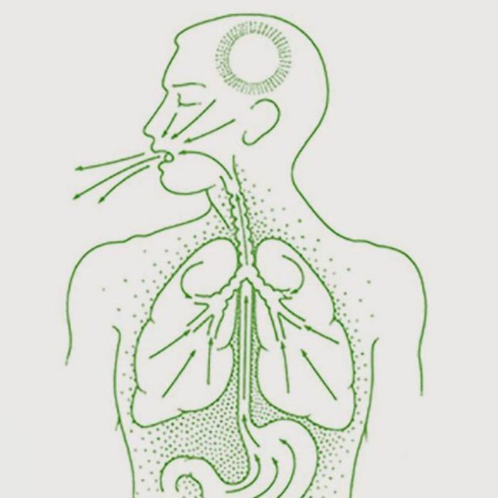 Vamana Therapy: A Deep Ayurvedic Cleanse